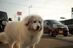 久しぶりに表で会ったココちゃん