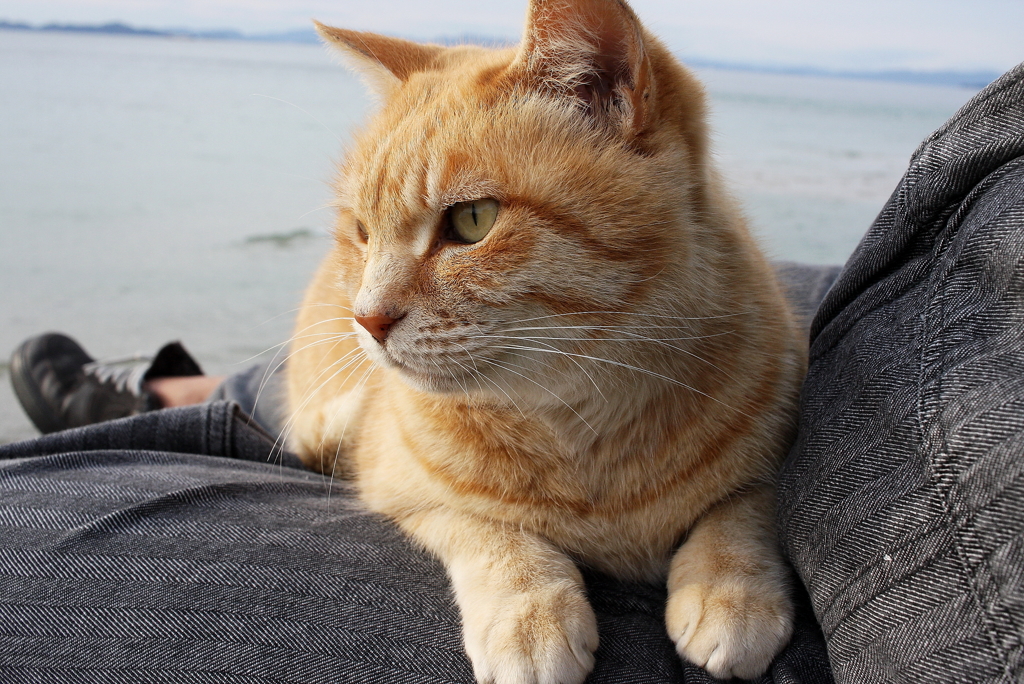 寒いから乗っとく