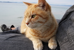 寒いから乗っとく