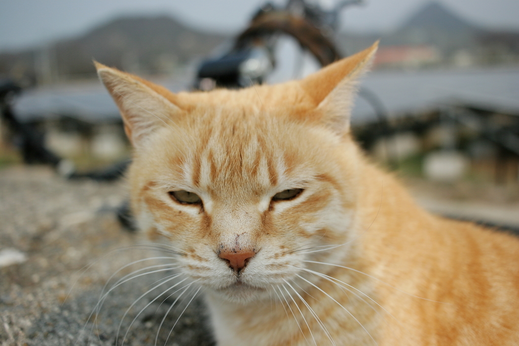今日もトラヤンは元気そうです
