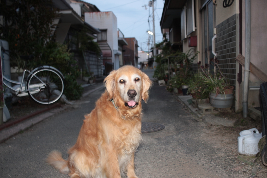 営業本部長みゅうちゃん
