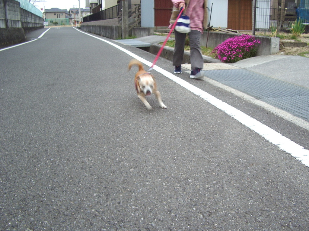 雨が降り出して暗いからブレブレ
