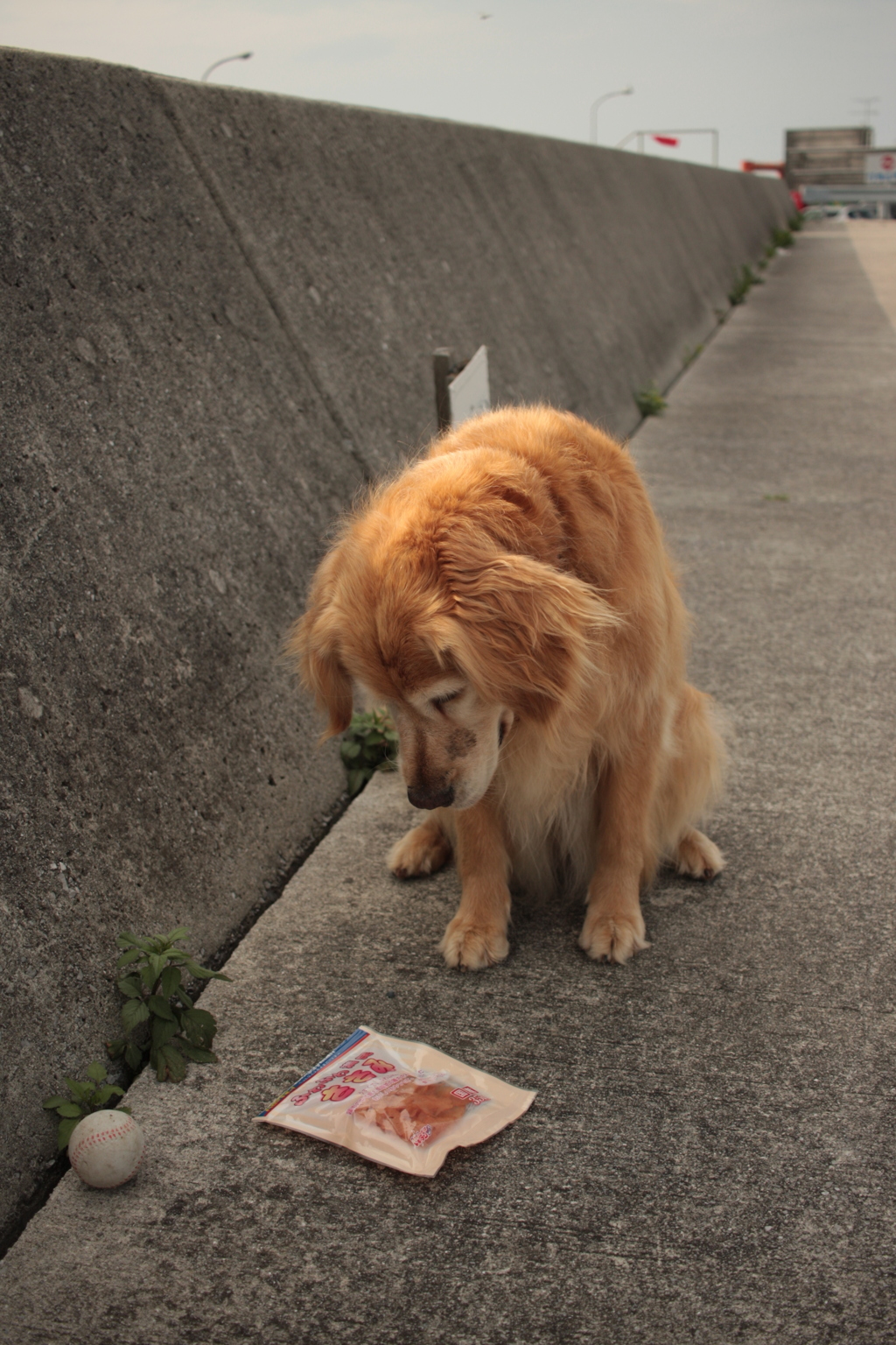 ささみチップスを前に考えるみゅうちゃん