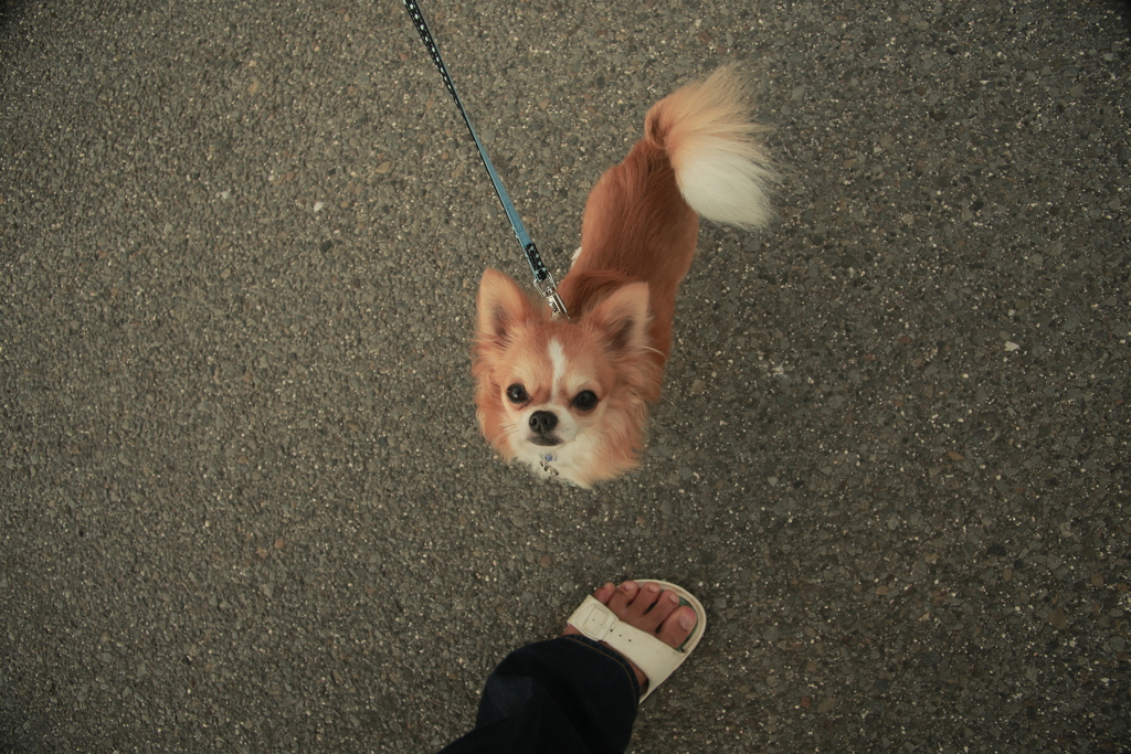 ワンコ　名前は忘れた