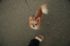 ワンコ　名前は忘れた