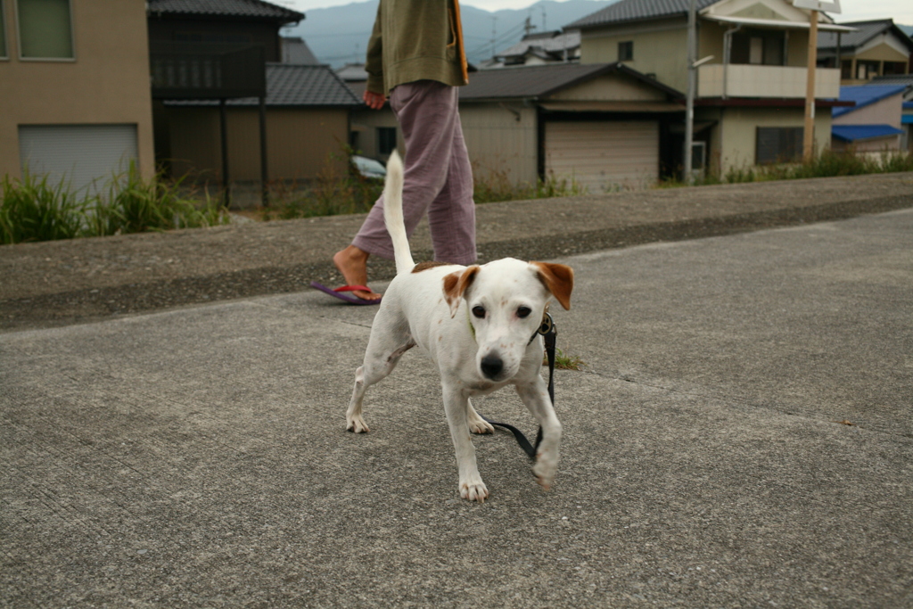 どさくさでミルクビスケットもらうククル