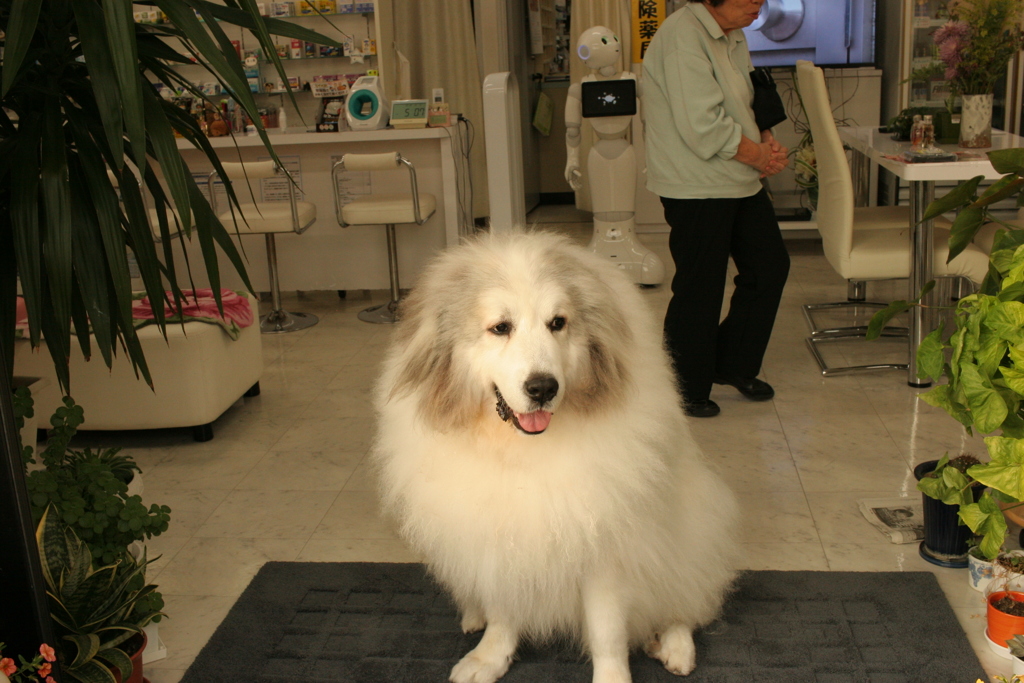 門番してるココさん