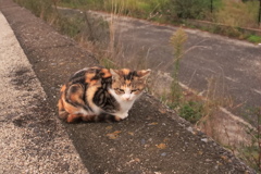 すごい柄で生まれてきたもんだ