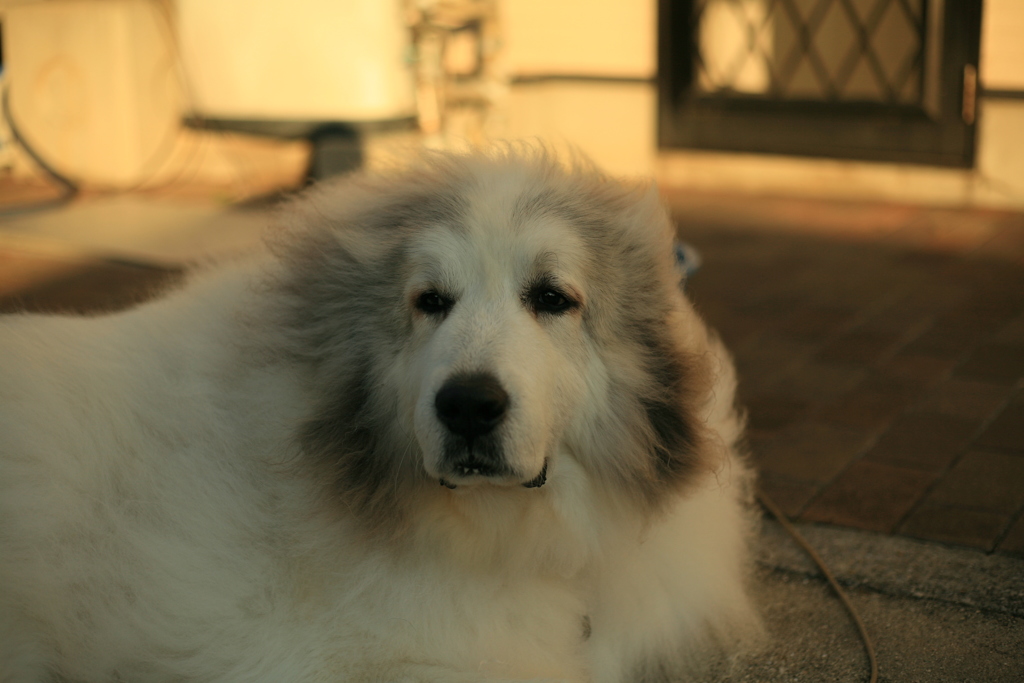今日もほのぼのしてるココさん