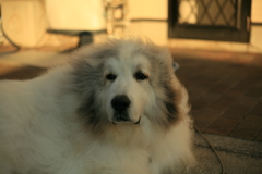 今日もほのぼのしてるココさん