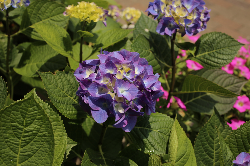 ココさん所のアジサイ