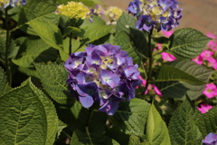 ココさん所のアジサイ