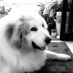 こないだのココさん　モノクロ