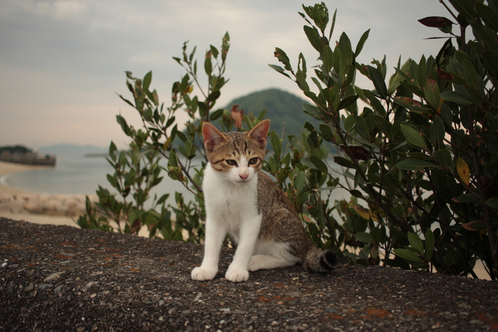 子猫