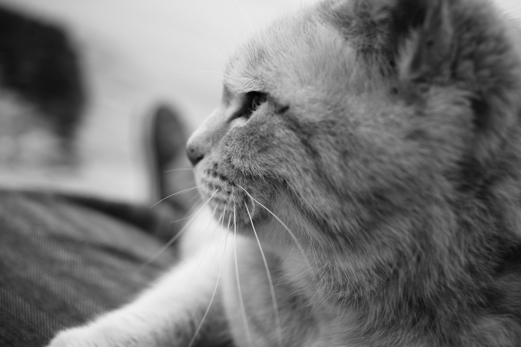 モノクロ＠2017-04-08