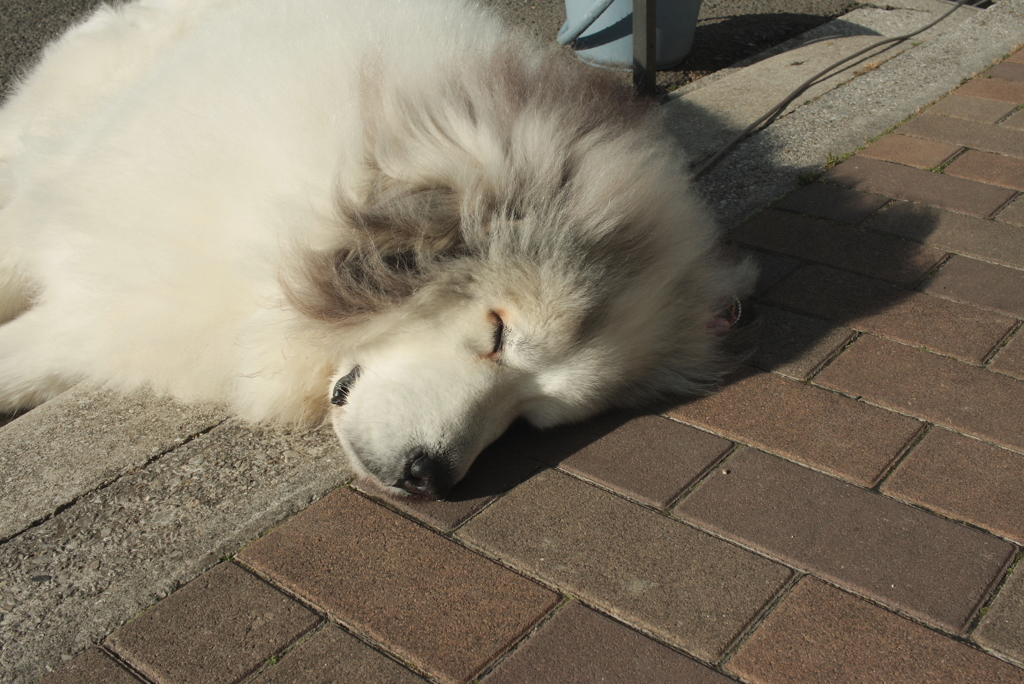 光合成してるココちゃん