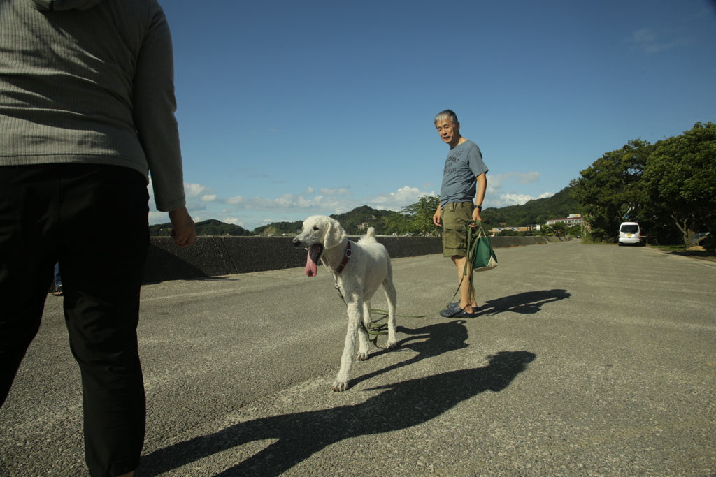 スタンダードプードルのシルクちゃん