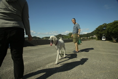 スタンダードプードルのシルクちゃん