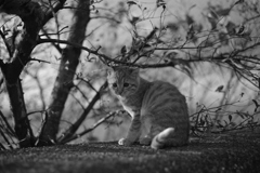 子猫　名前はまだない