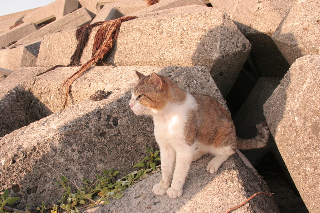 かわいいかわいいトム君