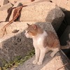 かわいいかわいいトム君