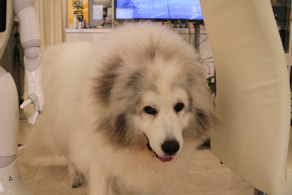 今日も奥から出てきてくれたココさん