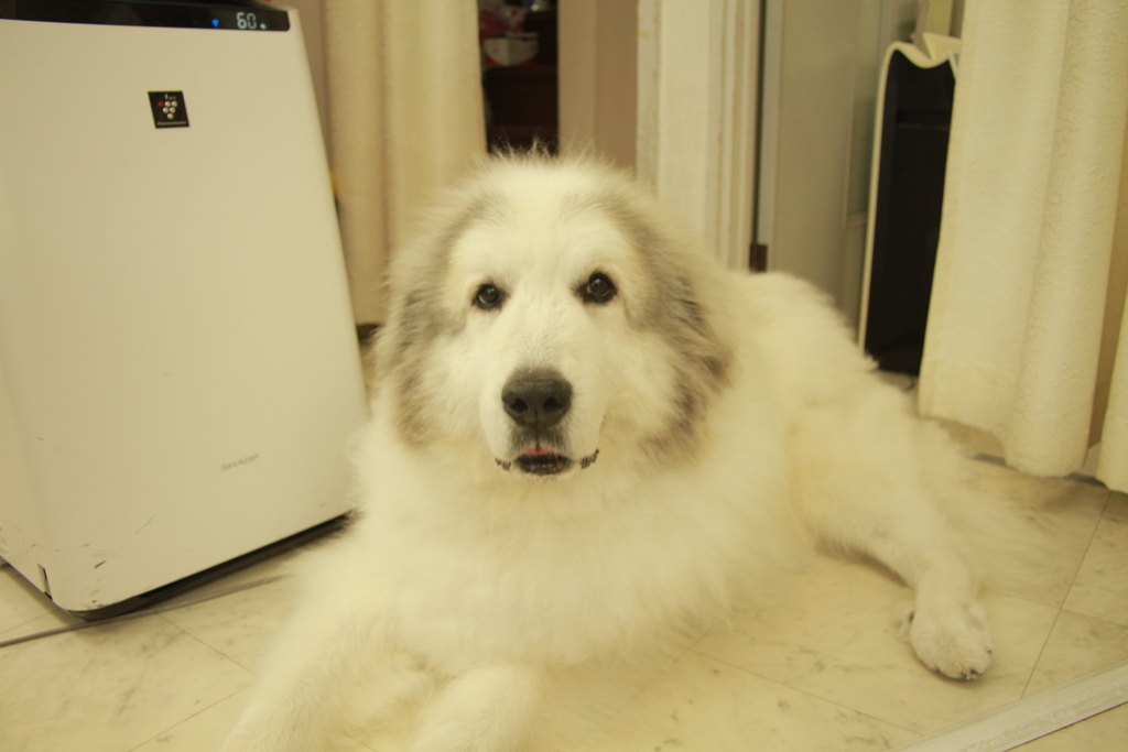 今日もお店番してるココ様