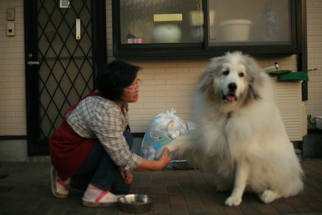 いやいやお手をするココさん
