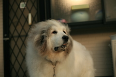 ココちゃんの手術うまいこといったみたい