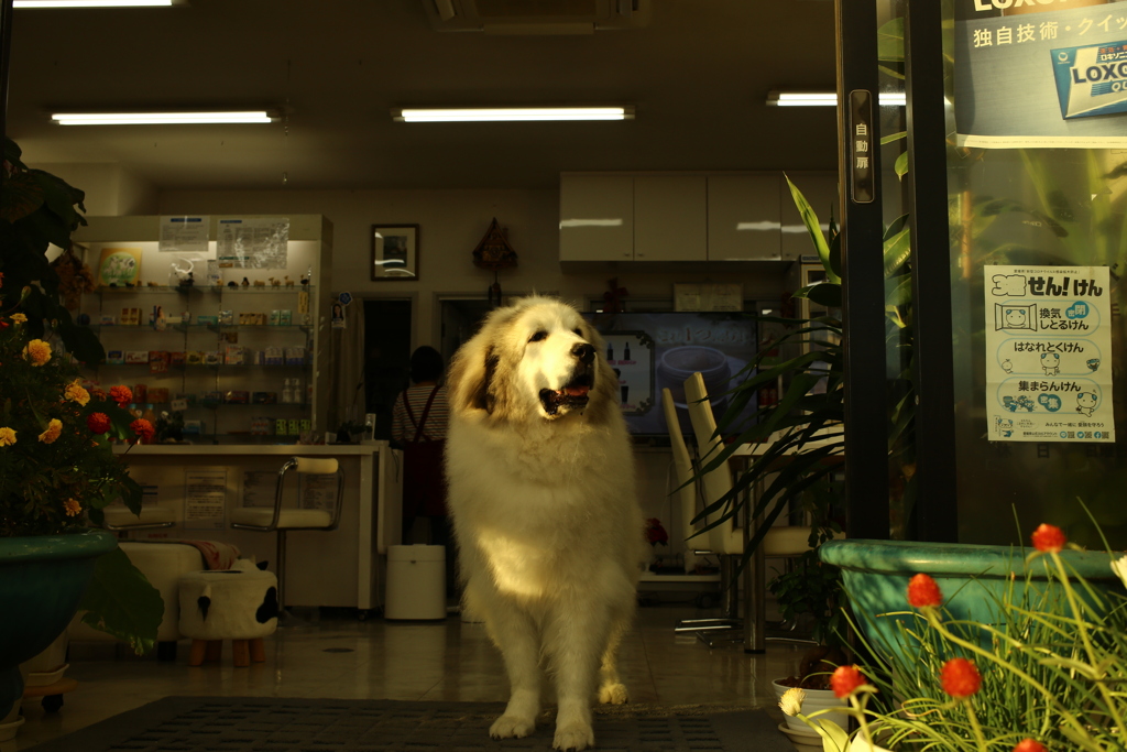 夕方もお店番してるココさん