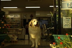 夕方もお店番してるココさん