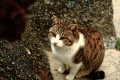 トム君
