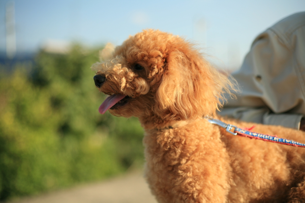 お久しぶり大根のコマちゃん