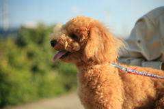 お久しぶり大根のコマちゃん