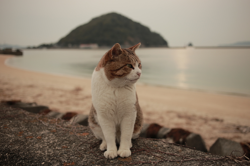 トム君