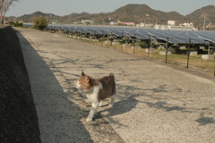 トム君は今日も元気