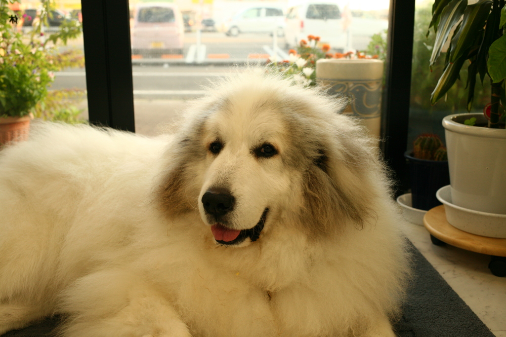 今日もほわほわのココさん