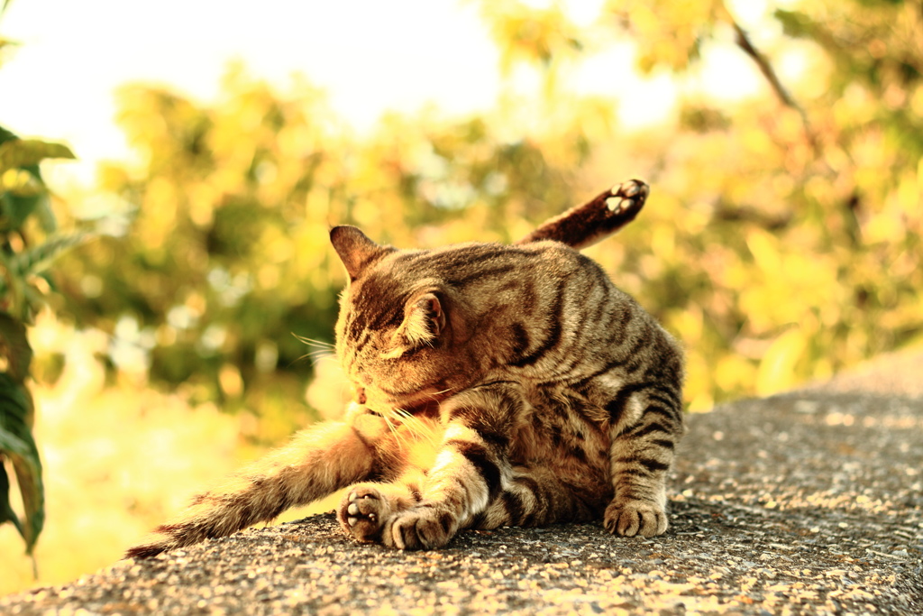 港です 女です 涙です