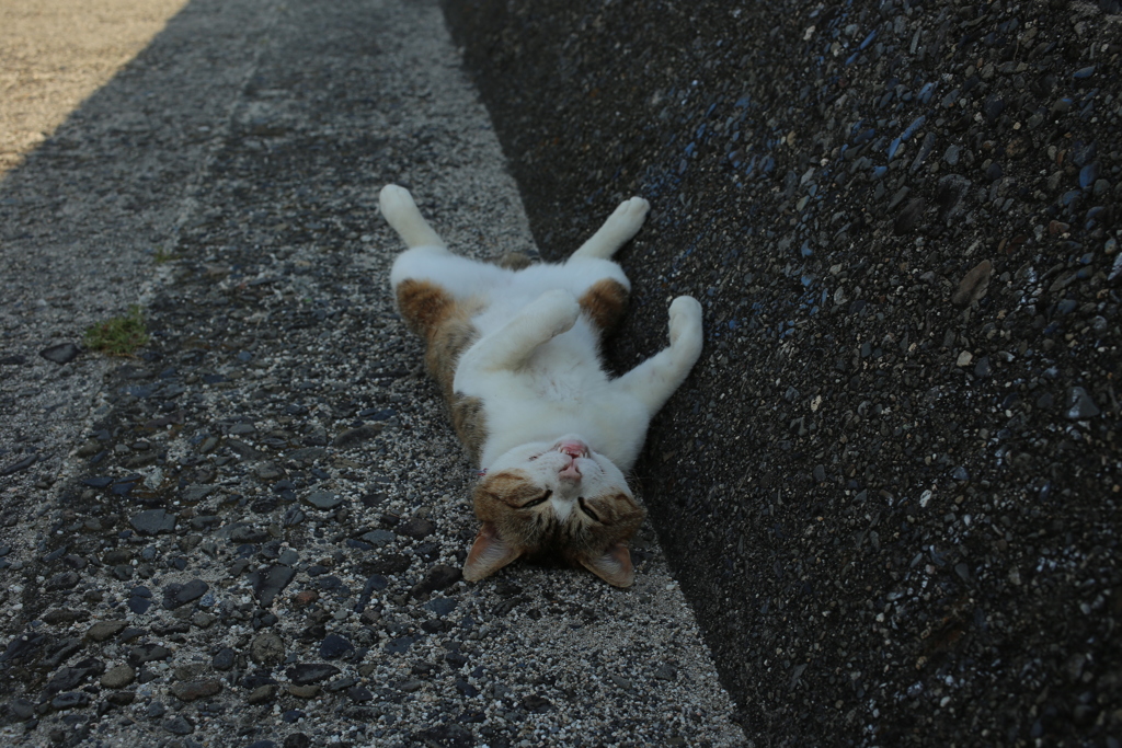 野良猫度0％のトム君