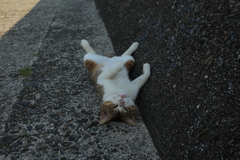 野良猫度0％のトム君