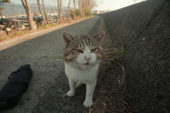 トム君
