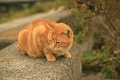 昼のまるちゃん