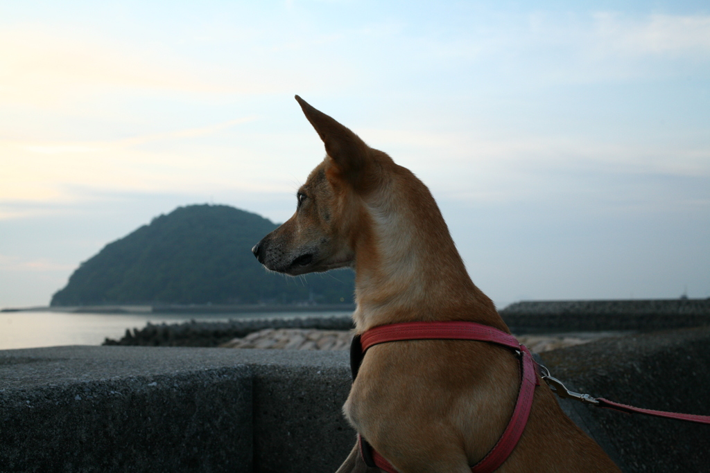 海を見てるマリリン