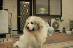 表で番犬してるココさん