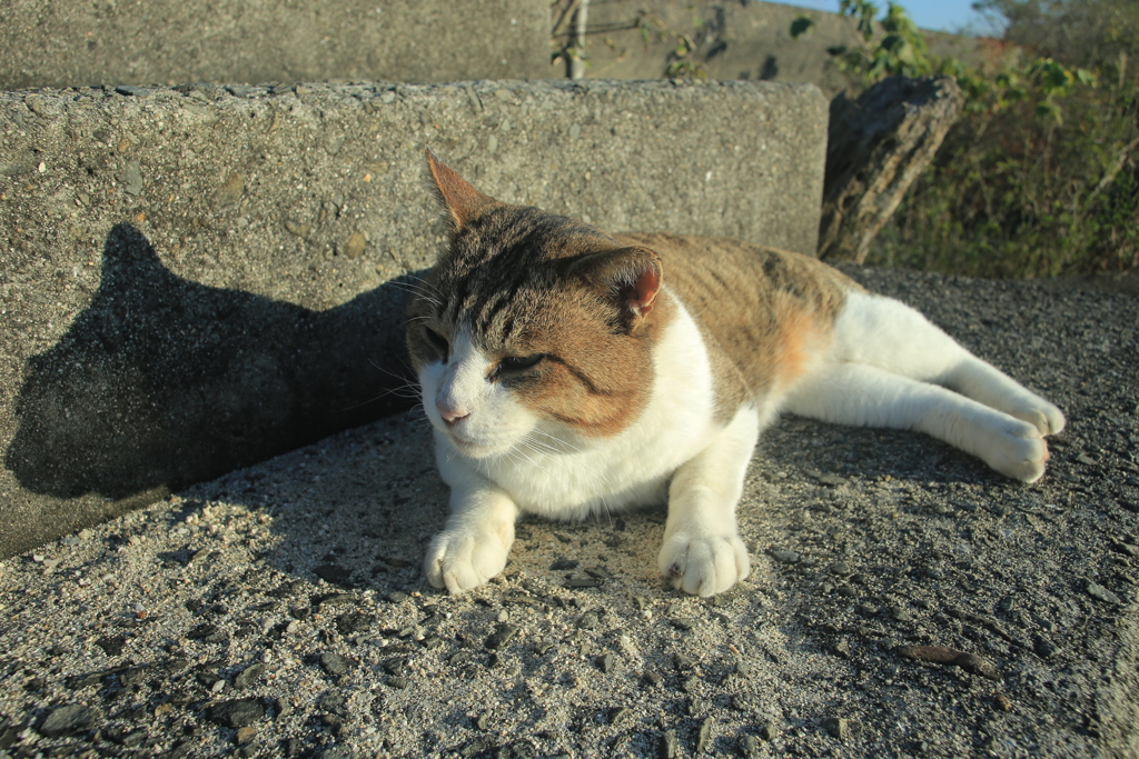 今日もトム君は元気