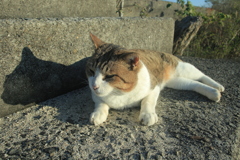 今日もトム君は元気