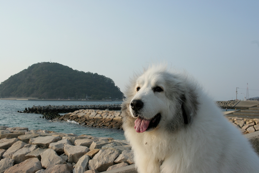 ココちゃんを散歩に連れ出す