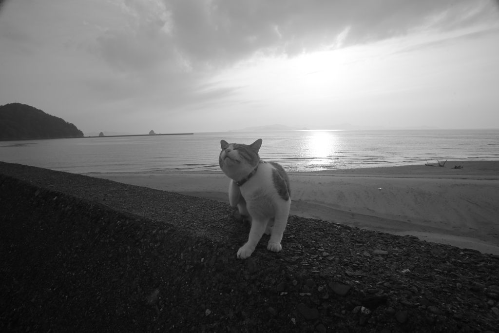 今日も元気なトム君