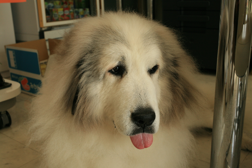 土曜昼、お店番してるココ様