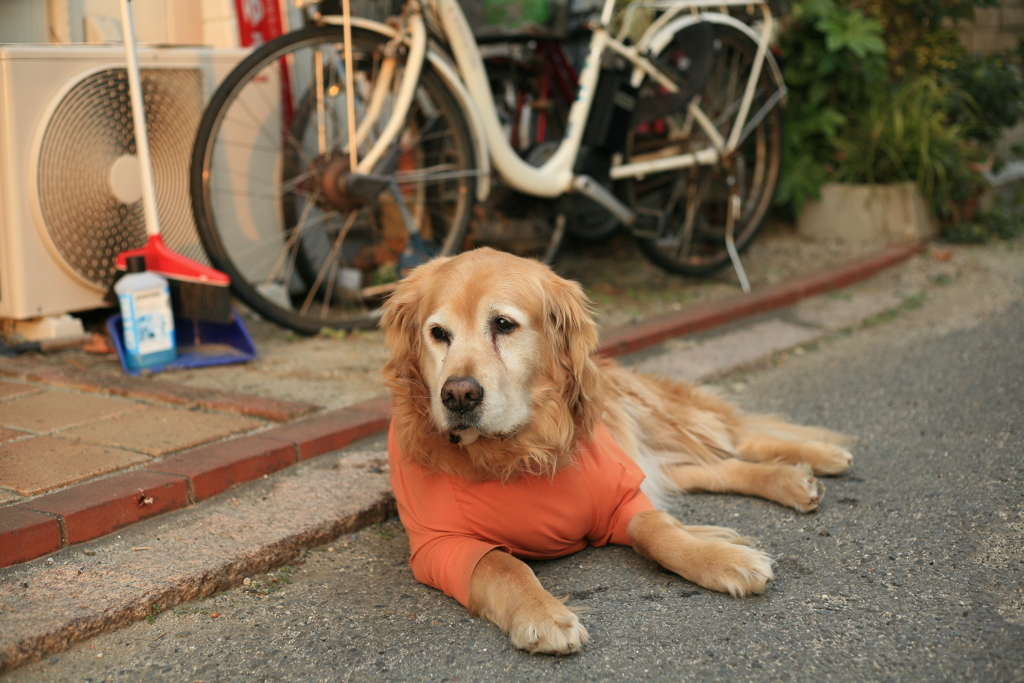 しばらく行方不明になってたみゅうちゃん